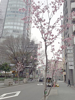 写真４：オウカン桜並木・南伊勢町通 ナディアパーク西 企業協賛